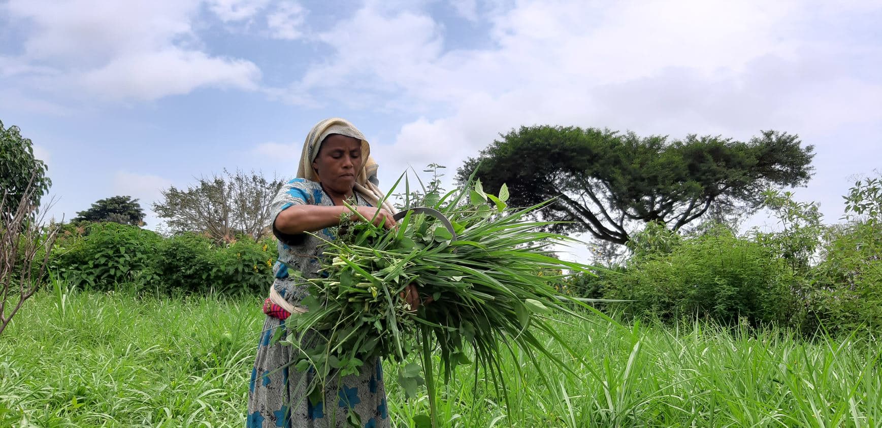 Seek Agricultural Workers