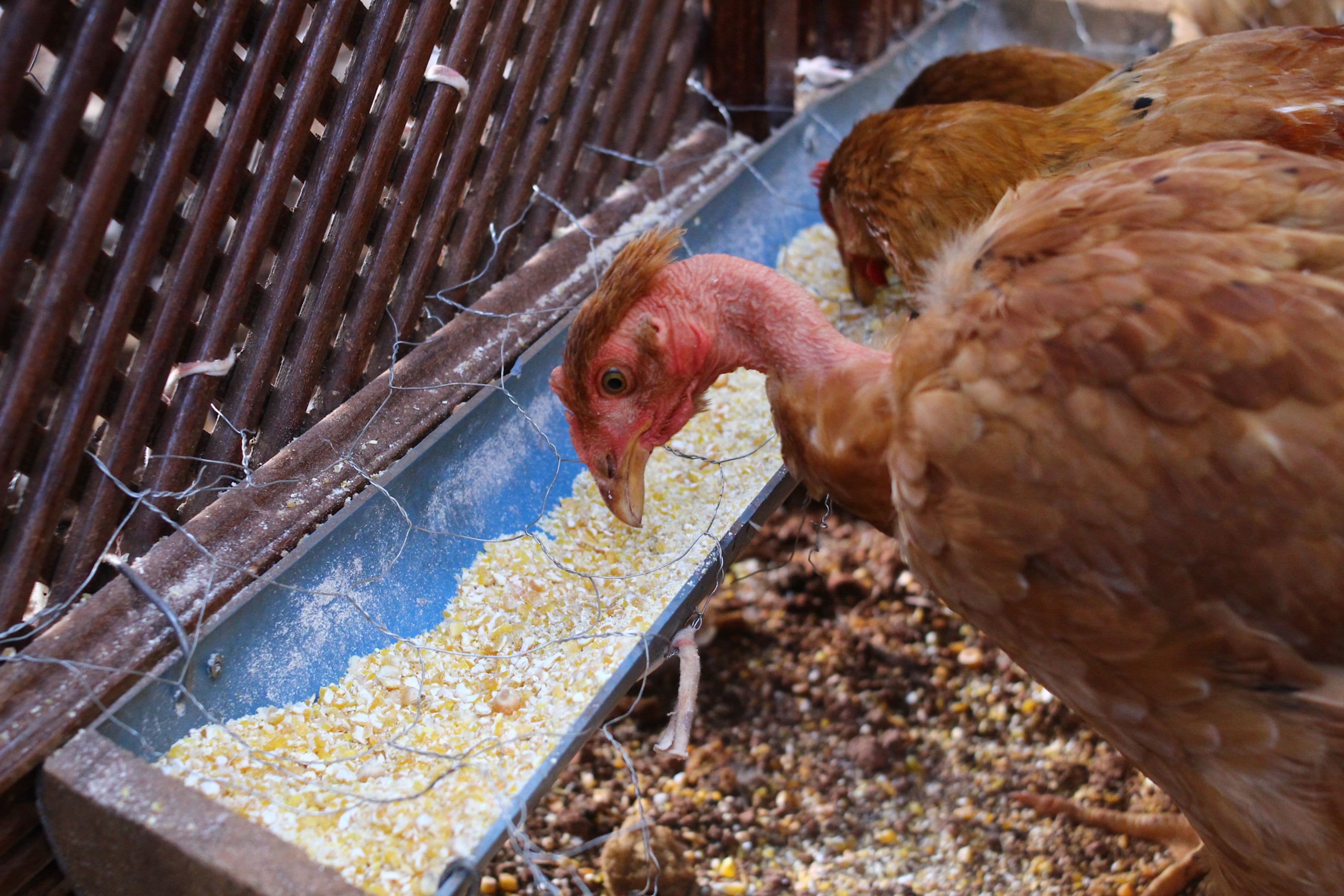 Animal Feeds